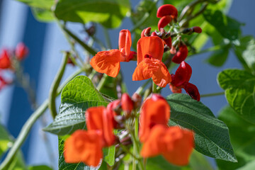 Several blossoms of a scarlet runner bean and green foliage