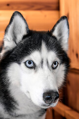 Portrait black and white siberian husky dog with blue eyes, close up. Wooden background.