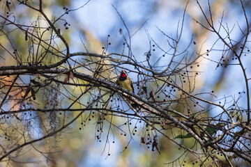Yellow-bellied Sapsucker bird forages in the limbs of a tree