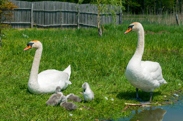 pair of swans with little swans