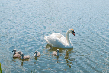 pair of swans with little swans