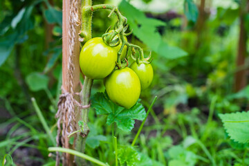 Cherry tomatoes in the garden.High quality photo.
