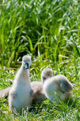 pair of swans with little swans