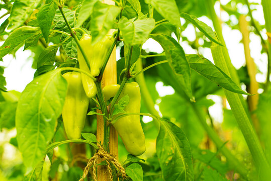 Green peppers in garden during summer.High quality photo.