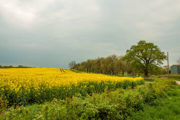 Summertime landscape and canola flowers.