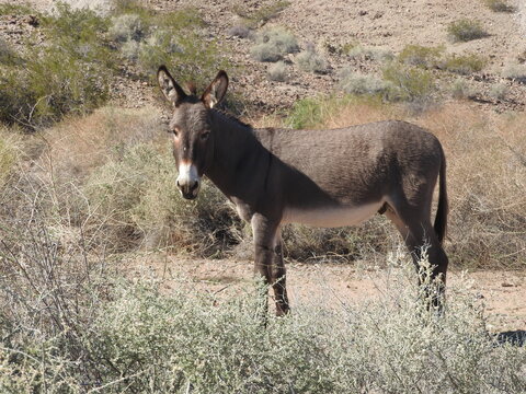 Wild burro living in the Mojave Desert, Parker Dam area, San Bernardino County, California.	