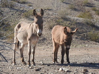 Naklejka na ściany i meble A mama wild burro and her babe roaming the Mojave Desert, in the Parker Dam area, San Bernardino County, California. 