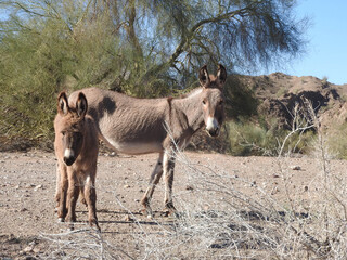 Naklejka na ściany i meble A mama wild burro and her babe roaming the Mojave Desert, in the Parker Dam area, San Bernardino County, California. 