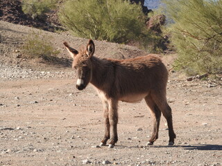 A young wild burro living in the Mojave Desert, Parker Dam area, San Bernardino County, California.