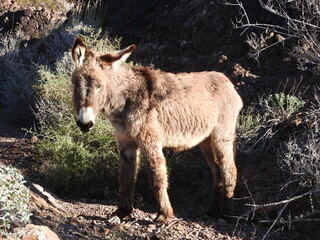 A young wild Burro living in the Chemehuevi Mountains, San Bernardino County, California.