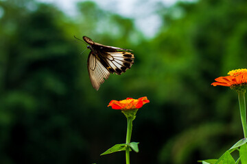 Monarch orange butterfly and bright summer flowers on a background of blue foliage in a fairy garden. Macro artistic image.