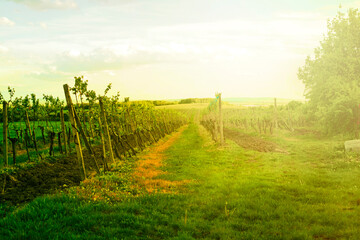 Vineyards during the sunset.Summer shot. High quality photo.