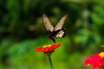 Monarch orange butterfly and bright summer flowers on a background of blue foliage in a fairy garden. Macro artistic image.