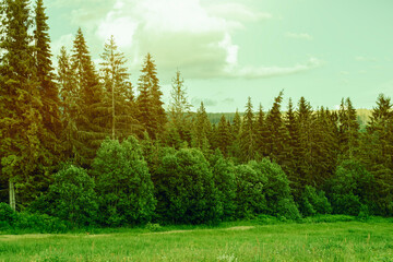 Forested mountain slope during summer.High quality photo