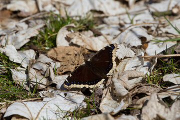 Mourning cloak butterfly sunning its wings on an early spring day after emerging from hibernation. 