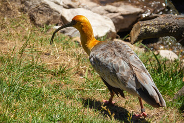 Black faced Ibis, Theristicus Melanopis, in grass.
