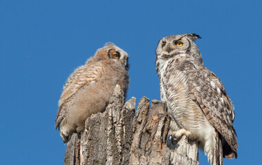 great horned owls on tree