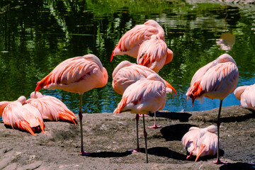 Group of Chilean flamingos, Phoenicopterus chilensis, in a pond for these birds in a property or center of marine fauna.