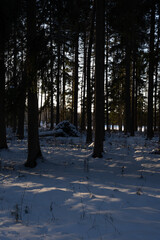 there is snow in the forest in winter and warm sun rays shine through the dark tree trunks
