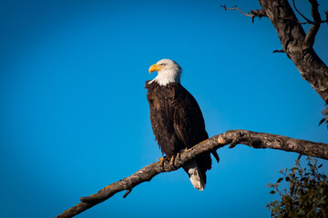 An American Bald Eagle