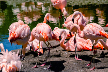 Group of Chilean flamingos, Phoenicopterus chilensis, in a pond for these birds in a property or center of marine fauna.