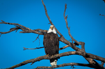 An American Bald Eagle
