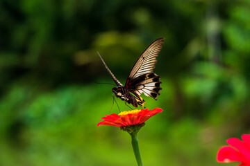 Fototapeta premium Monarch orange butterfly and bright summer flowers on a background of blue foliage in a fairy garden. Macro artistic image.