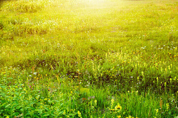 Green meadow during the summer.Meadow lit by sun.