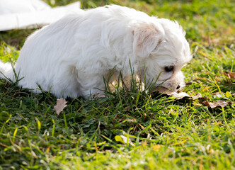 White puppy dog Maltese