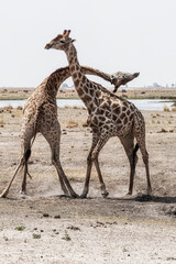 two fighting giraffe bulls
