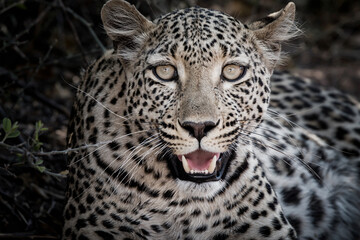 closeup portrait of a resting young leopard