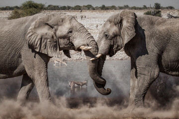 two fighting elephants