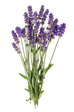 Small bunch of blue lavender flowers