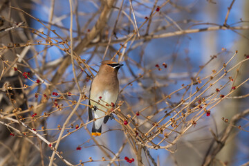 Cedar Waxwing perched in a bush with dried red berries surrounding it. 