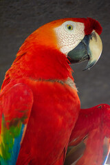 Fototapeta premium Ara chloropterus