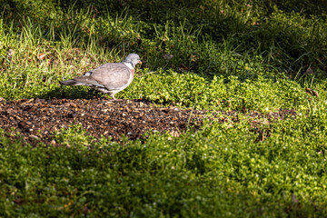 selective focus of a wood pigeon on the ground looking for food