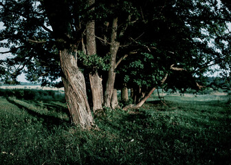 trees in the forest