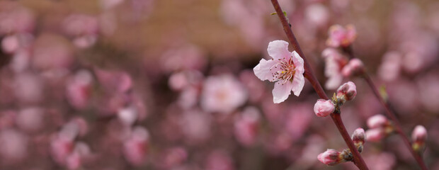 Blooming plum tree.