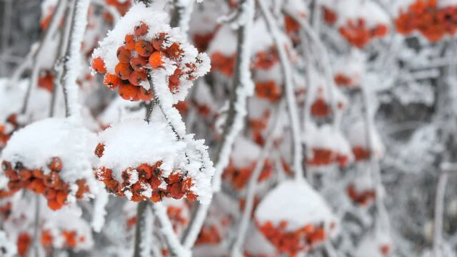 Bunches of red ripe mountain ash or rowan Quicken Tree Sorbus covered with snow on a winter day,