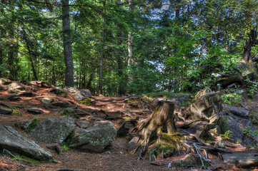 Naklejka na ściany i meble tree stump and rocks in pine forest