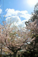 宮若市の清水寺の満開の桜