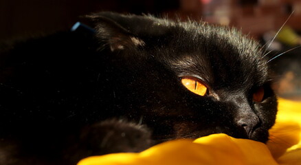 Beautiful black cat close up. Domestic animals.