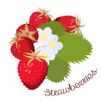 Strawberry berries, flowers and leaves isolated on a white background. An inscription with the name of the plant. Vector illustration.