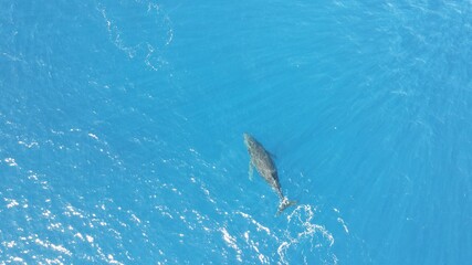 Naklejka premium Humpback whale playing in the waters off of West Maui in the Winter 5