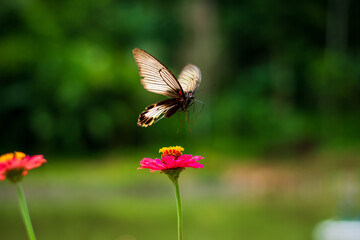 Flowers daisies in summer spring meadow on background blue sky with white clouds, flying orange butterfly, wide format. Summer natural idyllic pastoral landscape, copy space.