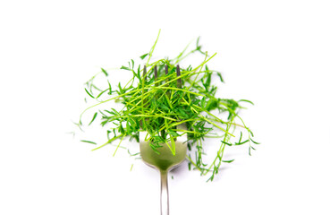Microgreen lentils on a white background isolate. Selective focus.