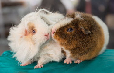 Funny couple of guinea pigs, home rodent. 