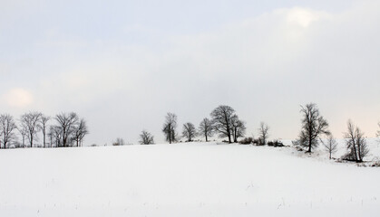 Fototapeta na wymiar trees in snow covered fields