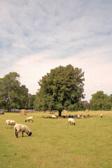 Summertime sheep in the meadow