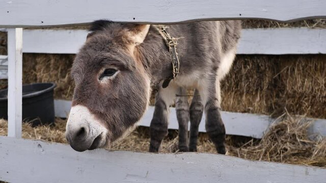 A donkey stands in a wooden fence in the winter in the cold.